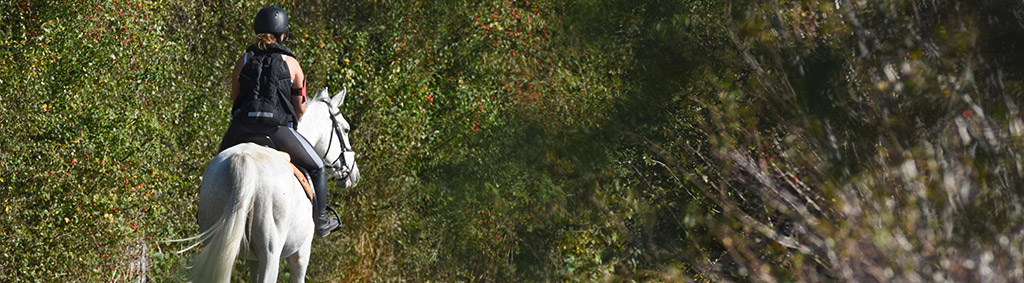 Therapeutisches reiten begleitende dienste